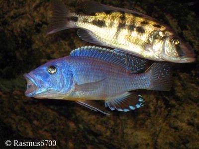 Tyrannochromis nigriventer nkhata bay Male and Female