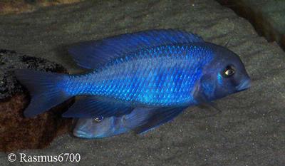 Cyrtocara moorii Male