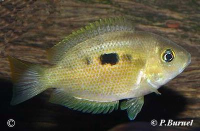 Etroplus maculatus
