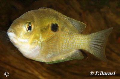 Etroplus maculatus