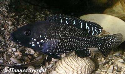 Iranocichla hormuzensis  Male