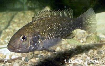 Iranocichla hormuzensis  Female
