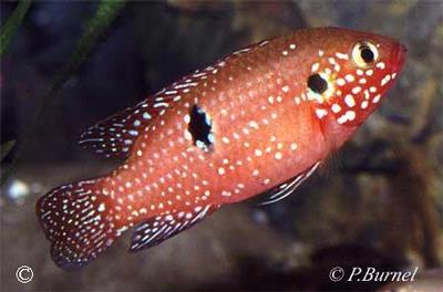 Hemichromis lifalili
