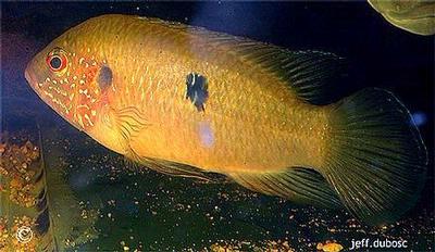 Hemichromis stellifer