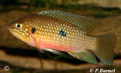 Hemichromis stellifer