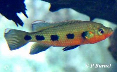 Hemichromis frempongi