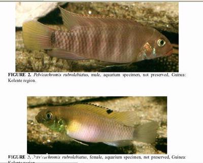 Pelvicachromis rubrolabiatus