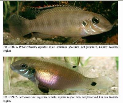 Pelvicachromis signatus
