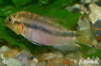Pelvicachromis subocellatus