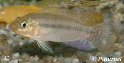 Pelvicachromis subocellatus male