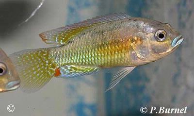 Pseudocrenilabrus philander philander