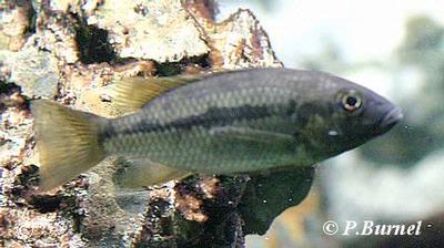 Sarotherodon steinbachi