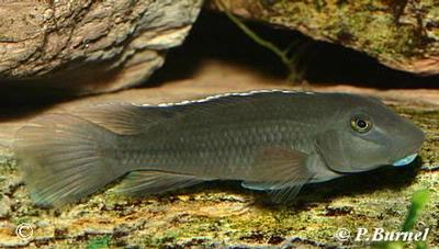 Steatocranus irvinei