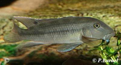 Steatocranus irvinei