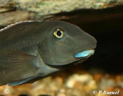 Steatocranus irvinei