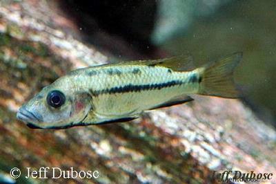 Stomatepia mariae female