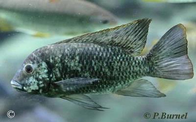 Tilapia discolor