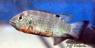 Tilapia discolor