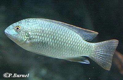 Tilapia louka