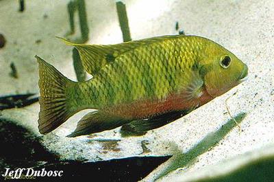 Tilapia zillii