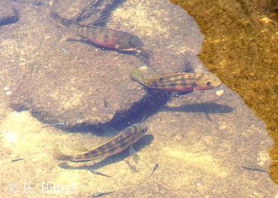 Tilapia zillii