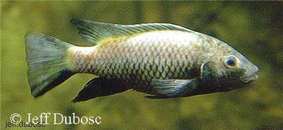 Tilapia guinasana