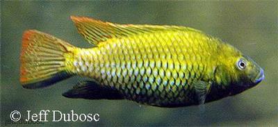 Tilapia guinasana