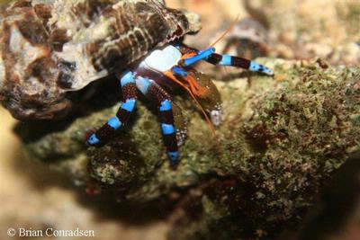 Calcinus elegans