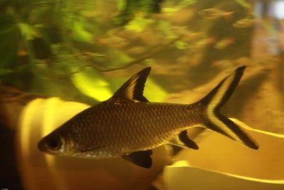 Balantiocheilos melanopterus
