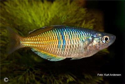 Melanotaenia boesemani