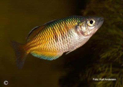 Melanotaenia boesemani
