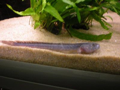 Gobioides broussonetii