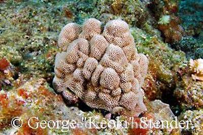 Porites brighami