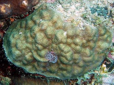 Porites astreoides med "christmastree worms"