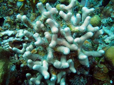Porites divaricata