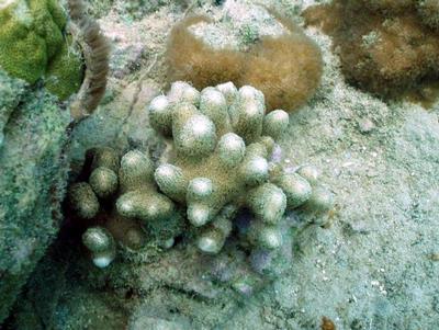 Porites porites