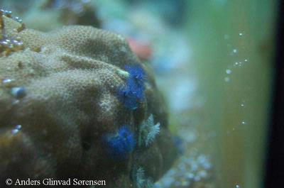 Porites sp. med "Christmanstree worms"