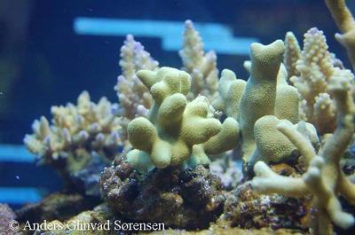 Porites cylindrica