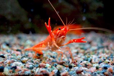 Cherax sp. "Orange crayfish"