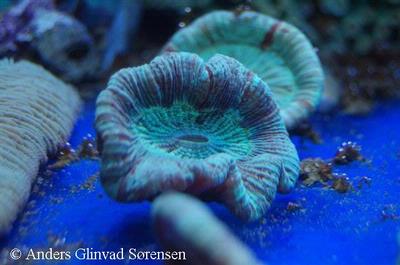 Trachyphyllia geoffroyi