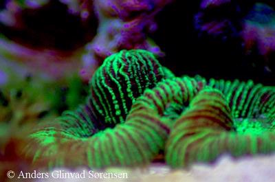 Trachyphyllia geoffroyi