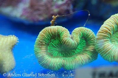 Trachyphyllia geoffroyi - Læg mærke til formen, det skyldes en rørorm.