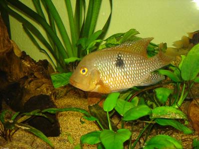Geophagus brasiliensis