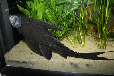 Acanthicus adonis