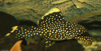 Baryancistrus sp.  L018, L081, L177