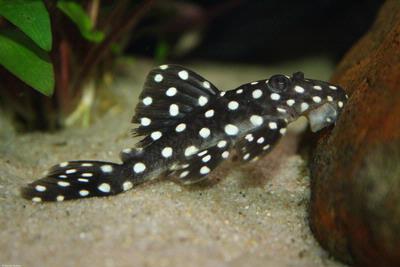 Baryancistrus sp. LDA33, L142