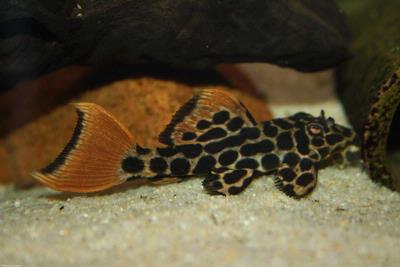 Pseudacanthicus leopardus L114