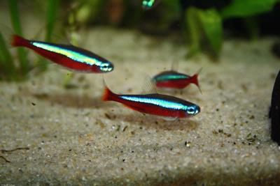 Paracheirodon axelrodi