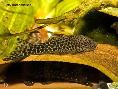 Chaetostoma milesi (øverst)