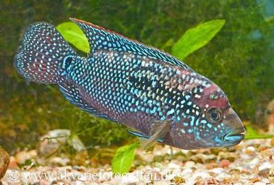 Rocio octofasciata